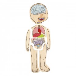 Anatomia del cuerpo humano Beleduc J4924 Beleduc 5